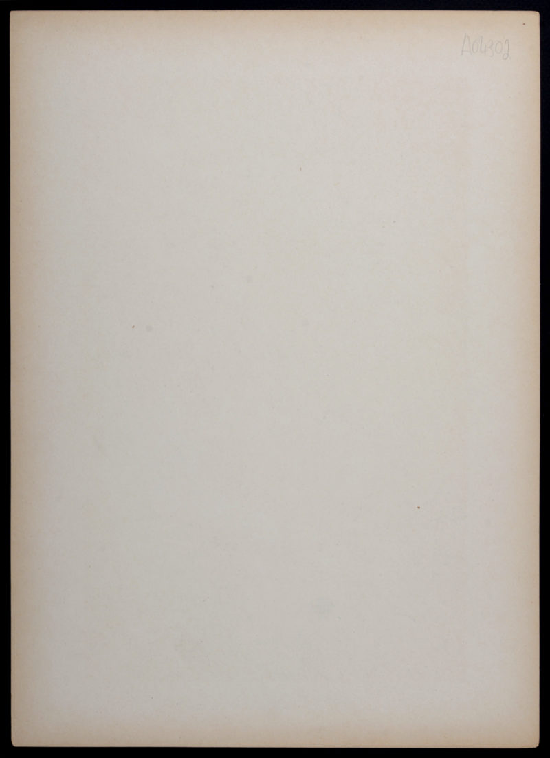 Gaston Gérard - Tulipes, 1900 – Image 5